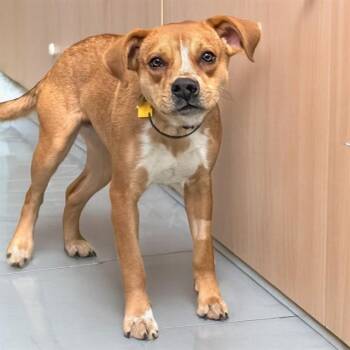 Australian Cattle Dog Blue Heeler and Mixed Breed Dogs Available for Adoption - BASHFUL | PetCurious