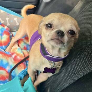Georgie -  Chihuahua and Pug Dog for Adoption in Hillsborough, North Carolina - Georgie | PetCurious