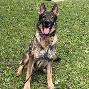 Drogon (26-395) -  German Shepherd Dog Dog for Adoption in New Ringgold, Pennsylvania - Drogon (26-395) | PetCurious