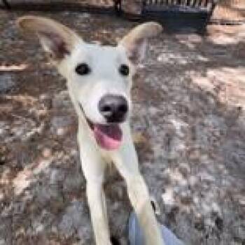 Aurora -  Mixed Breed Dog for Adoption in Georgetown, South Carolina - Aurora | PetCurious