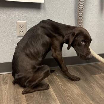 Labrador Retriever and Mixed Breed Dogs Available for Adoption - Burton | PetCurious