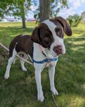 Coco -  English Springer Spaniel and Mixed Breed Dog for Adoption in Baraboo, Wisconsin - Coco | PetCurious