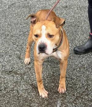 Mixed Breed Dogs Available for Adoption in Hobart, Indiana - Titan | PetCurious
