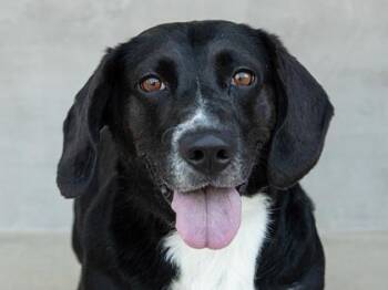 Sadie -  Mixed Breed Dog for Adoption in Longmont, Colorado - Sadie | PetCurious