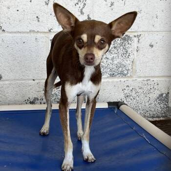 Chihuahua Dogs Available for Adoption - Chorizo | PetCurious