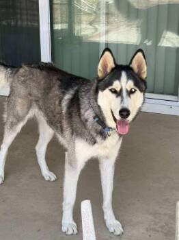 Rover -  Husky Dog for Adoption in Los Angeles, California - Rover | PetCurious