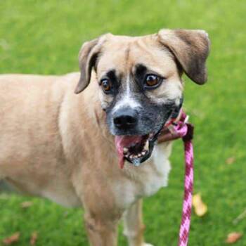 Justice -  Boxer and Mixed Breed Dog for Adoption in Atlanta, Georgia - Justice | PetCurious