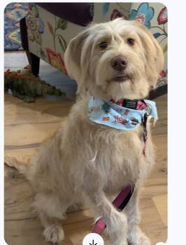 Goldendoodle Dogs Available for Adoption - Amber | PetCurious