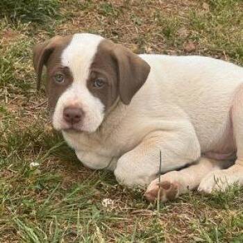 Mixed Breed Dogs Available for Adoption in Asheville, North Carolina - Potato | PetCurious
