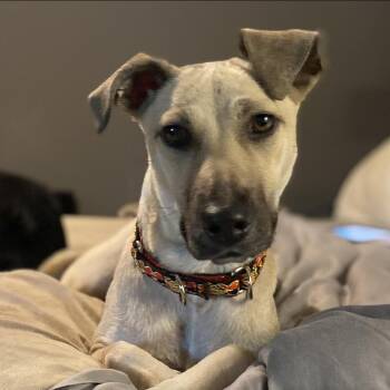 Black Mouth Cur and Mixed Breed Dogs Available for Adoption in Kerrville, Texas - Molly | PetCurious