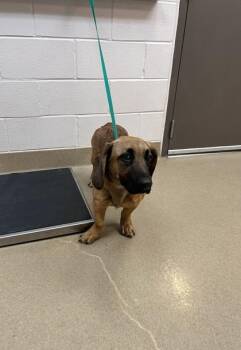 Basset Hound and Mixed Breed Dogs Available for Adoption - Dukette | PetCurious