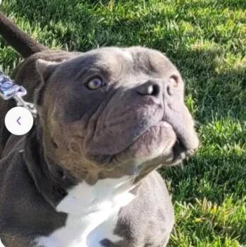 Pit Bull Terrier Dogs Available for Adoption - A046763 | PetCurious