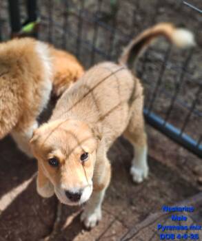 Nectarine -  Great Pyrenees and Australian Shepherd Dog for Adoption - Nectarine | PetCurious
