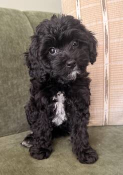 Clover -  Cavalier King Charles Spaniel and Poodle Dog for Adoption in Overland Park, Kansas - Clover | PetCurious
