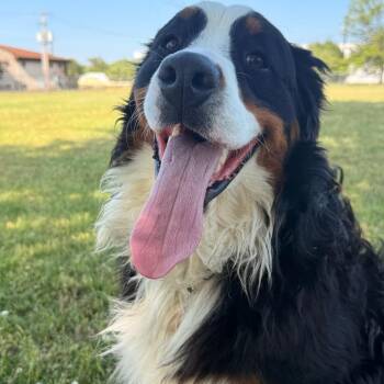 Bernese Mountain Dog Dogs Available for Adoption in Evansville, Indiana - Aurelius | PetCurious