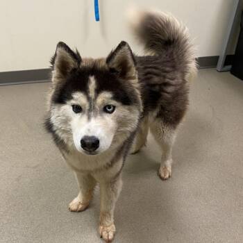 Alaskan Malamute and Mixed Breed Dogs Available for Adoption in Lynchburg, Virginia - Sonic | PetCurious