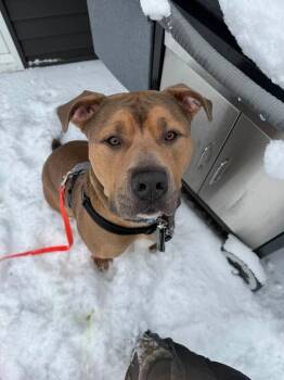Pit Bull Terrier Dogs Available for Adoption in Gloversville, New York - Zeus | PetCurious