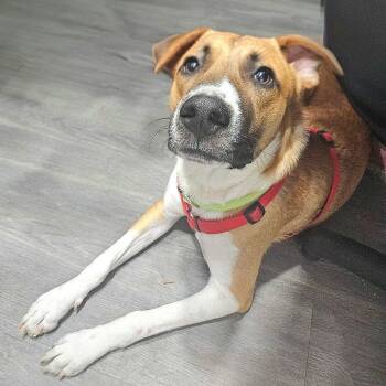Squirrel -  Boxer and Mixed Breed Dog for Adoption in Corpus Christi, Texas - Squirrel | PetCurious