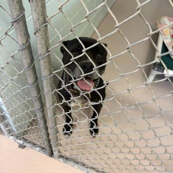 Cola -  Mixed Breed Dog for Adoption in Newark, New Jersey - Cola | PetCurious
