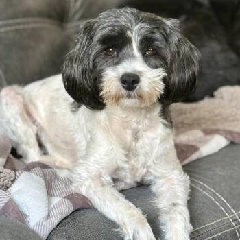 Staci -  Terrier and Mixed Breed Dog for Adoption in Olathe, Kansas - Staci | PetCurious
