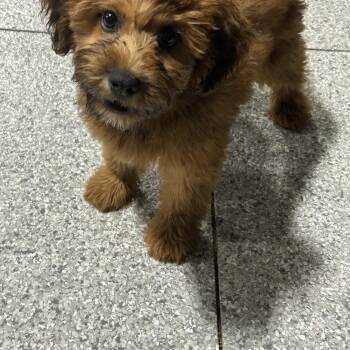 Kayla the Whoodle -  Wheaten Terrier and Poodle Dog for Adoption in Antwerp, Ohio - Kayla The Whoodle | PetCurious