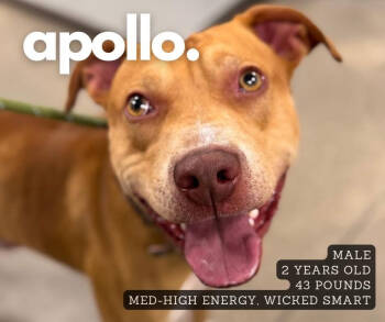 Rescue Pit Bull Terrier Dogs for Adoption in Ashland, Kentucky - Apollo | PetCurious