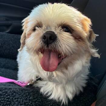 Shih Tzu Dogs Available for Adoption in Cincinnati, Ohio - Crumpet | PetCurious