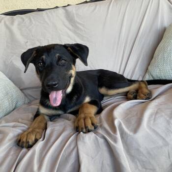Elia -  German Shepherd Dog and Mixed Breed Dog for Adoption in Tucson, Arizona - Elia | PetCurious