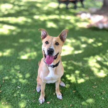 Dixie -  Retriever and Mixed Breed Dog for Adoption in Port Charlotte, Florida - Dixie | PetCurious