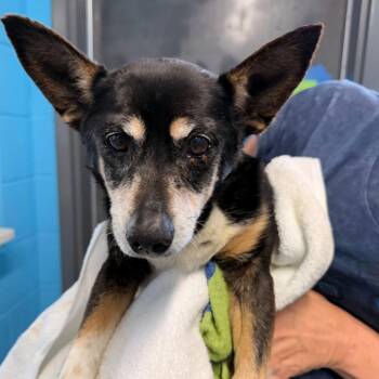 Terrier Dogs Available for Adoption - Pearl | PetCurious