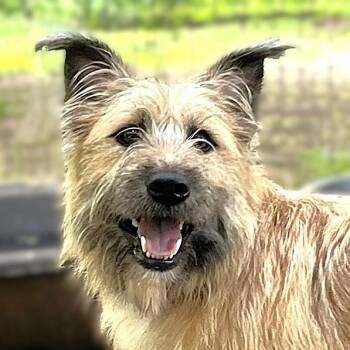 Cairn Terrier and Corgi Dogs Available for Adoption in Godley, Texas - Duallly | PetCurious