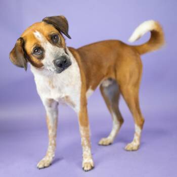 Preston -  Mixed Breed Dog for Adoption in Portland, Oregon - Preston | PetCurious