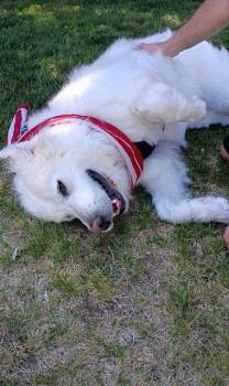 Polly the Pyr -  Great Pyrenees Dog for Adoption in Midway, Utah - Polly The Pyr | PetCurious