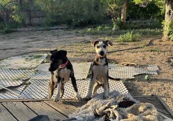 Polly -  Australian Cattle Dog Blue Heeler and Shepherd Dog for Adoption in Colorado Springs, Colorado - Polly | PetCurious