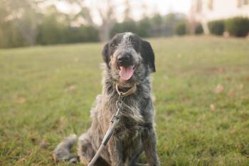Rescue Wirehaired Terrier and Mixed Breed Dogs for Adoption in Gradyville, Kentucky - Meilan | PetCurious