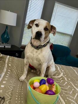 Rescue Pit Bull Terrier Dogs for Adoption in Edmond, Oklahoma - Conrad | PetCurious