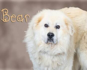 Bear -  Great Pyrenees Dog for Adoption in Somerset, Pennsylvania - Bear | PetCurious