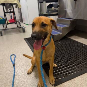 Mixed Breed Dogs Available for Adoption - Cholo | PetCurious