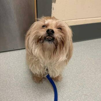 Shih Tzu Dogs Available for Adoption in Boston, Massachusetts - RUBY | PetCurious