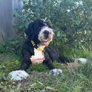 Comet -  Mixed Breed Dog for Adoption in Washougal, Washington - Comet | PetCurious