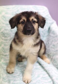 Garnet in NH. Come Meet our Adoptable Dogs Wednesday-Saturday. M -  Shepherd Dog for Adoption in Manchester, New Hampshire - Garnet In NH. Come Meet Our Adoptable Dogs Wednesday-Saturday. M | PetCurious