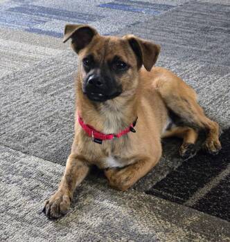 Chihuahua and Pug Dogs Available for Adoption in Plymouth, Michigan - Tigger 269 | PetCurious