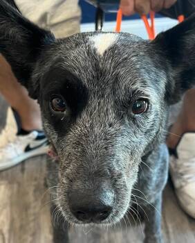 Australian Cattle Dog Blue Heeler Dogs Available for Adoption in Labelle, Florida - Starla Rae - Zelda | PetCurious