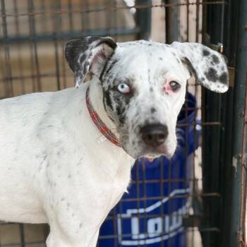 Freckles -  Mixed Breed Dog for Adoption in Lake Jackson, Texas - Freckles | PetCurious