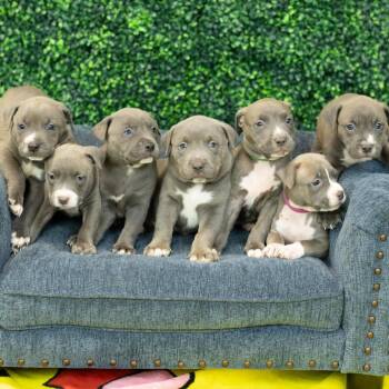 Peoria -  Pit Bull Terrier and Labrador Retriever Dog for Adoption in East St. Louis, Illinois - Peoria | PetCurious