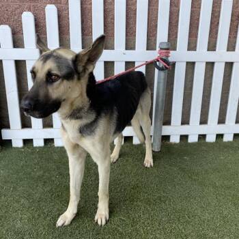 A613741 -  German Shepherd Dog Dog for Adoption in Modesto, California - A613741 | PetCurious