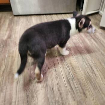 Husky and Mixed Breed Dogs Available for Adoption in Evensville, Tennessee - Holga | PetCurious