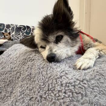Alas 14488 -  Chihuahua Dog for Adoption in San Francisco, California - Alas 14488 | PetCurious