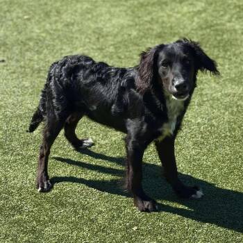 Rescue Flat Coated Retriever Dogs for Adoption in Godfrey, Illinois - Crispin | PetCurious