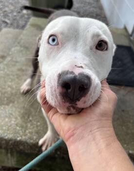 Miles is a year old 44 pounds with Blue Eyes He had his ears cut -  American Bulldog Dog for Adoption in Charlottesville, Virginia - Miles Is A Year Old 44 Pounds With Blue Eyes He Had His Ears Cut | PetCurious